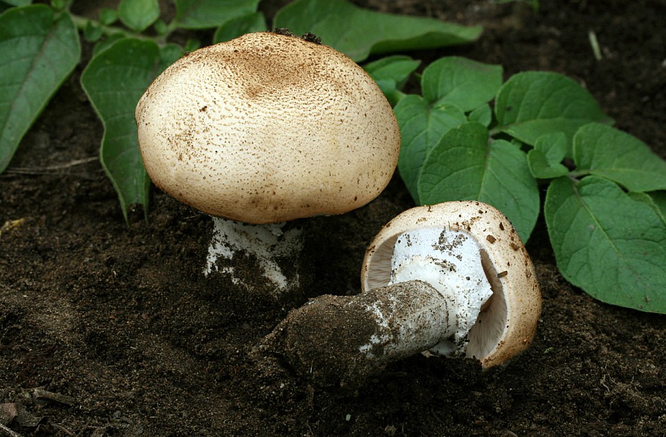 Внешний вид гриба Агарик Бразильский, Agaricus blazei, Himematsutake.