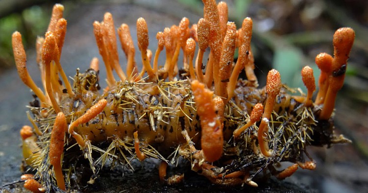 Внешний вид гриба Кордицепс Китайский (Cordyceps sinensis).