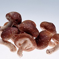 Шиитаке (Lentinula edodes)