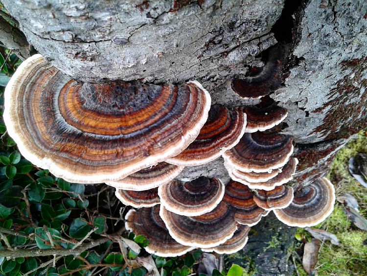 Внешний вид гриба Траметес разноцветный / Coriolus Versicolor / Turkey Tail