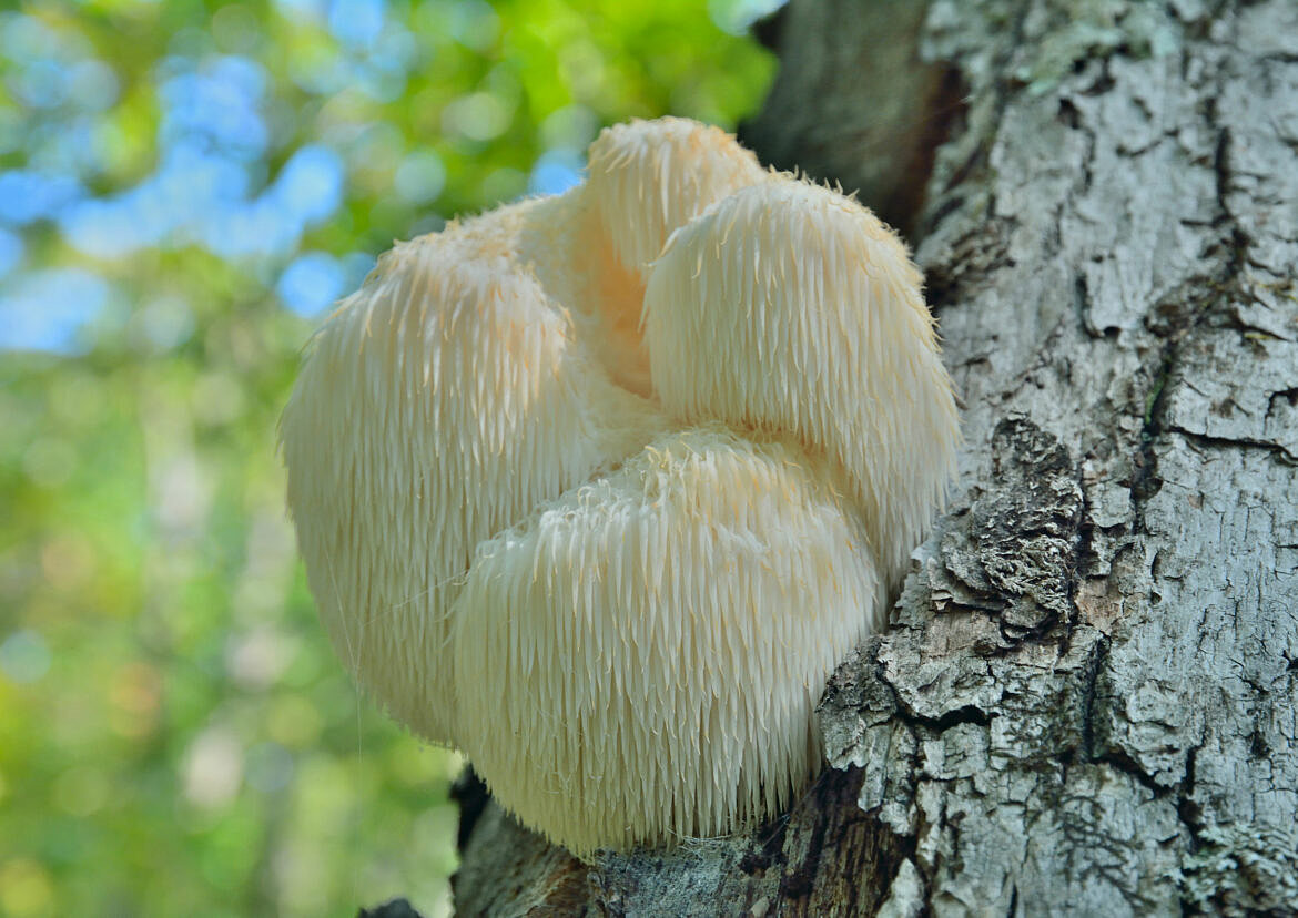Внешний вид гриба Ежевик Гребенчатый (Hericium erinaceus / Lion’s Mane).